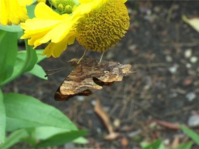 C-Falter ( Polygonia c-album ), Flügelunterseite, und Hoher Sonnenhut : Moers, in unserem Garten, 09.07.2008